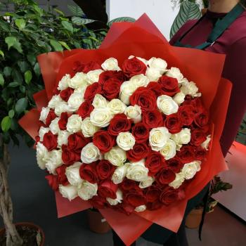 Букет из 101 розы (красные и белые розы) (код: 141847)